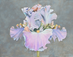 'Blue Iris'oil on canvas